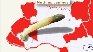 Гриб без місцевої прописки  Мутинус собачий Mutinus caninus [upl. by Emina]