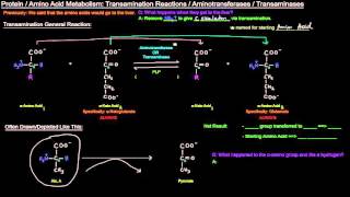 Protein  Amino Acid Metabolism Part 3 of 8  Transamination Reactions and Aminotransferases [upl. by Cynthia312]