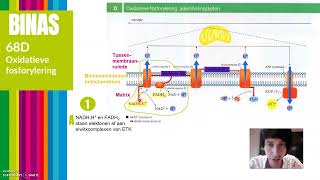 V6  Aerobe dissimilatie glucose  Oxidatieve fosforylering  194 deel 2 Nectar [upl. by Zurheide]