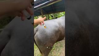 Buffalo Treatment💉foryou shortfeed viralshorts viralvideo injection [upl. by Bandur]