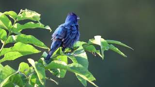 The Indigo Bunting Passerina Cyanea Singing [upl. by Spohr]