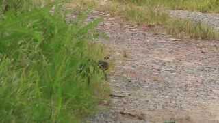 Barred buttonquails call 棕三趾鶉叫聲 [upl. by Onateag]