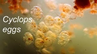 Copepod eggs [upl. by Helmer]