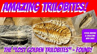 Amazing Trilobites The Lost Golden Trilobites Found Fossil Hunting and Fossil Collecting wChris [upl. by Cynthea]