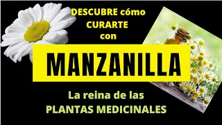 DESCUBRE CÓMO CURARTE CON MANZANILLA La reina de las PLANTAS MEDICINALES [upl. by Placido672]