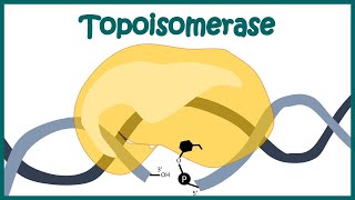 Topoisomerase 1 and 2 mechanism  How Topoisomerase works  Animated biology  Molecular biology [upl. by Otreblig]