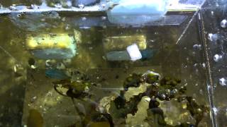 Baby Lumpfish eating frozen mysis [upl. by Babb]