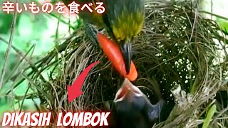 Bayinya Diberi Makan Cabe  Pycnonotus zeylanicus bird [upl. by Vatsug563]