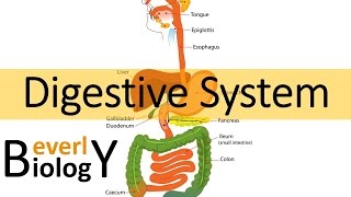 Digestive System [upl. by Cassady]