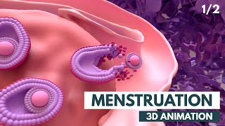 Menstrual Cycle Basics  3D animation 12 [upl. by Edmea]