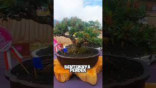 bonsai pirakanta the max pamerandankontesbonsai [upl. by Okiman753]