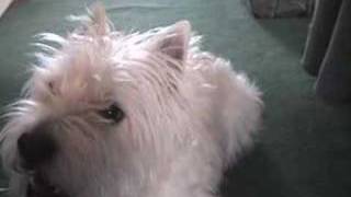 Westie talkin [upl. by Idette]