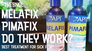 Melafix  Pimafix  Does it work Treating sick fish  My Experiences  Bear Necessities [upl. by Ahsemed730]