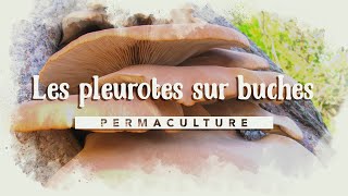 Comment faire sa culture de pleurotes sur bûches kitchampignons [upl. by Alekim]