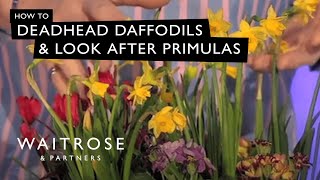 How To Deadhead Daffodils And Look After Primulas  Waitrose [upl. by Enneite964]