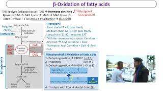 Locomotor Biochemistry  Fatty Acid BOxidation and Ketolysis [upl. by Murtha]