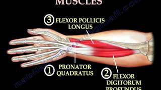 Anatomy Of The Volar Forearm Part 1  Everything You Need To Know  Dr Nabil Ebraheim [upl. by Hcahsem]