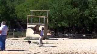 Rocamadour  Le Rocher des Aigles  Reportage Arte Villages de France [upl. by Bevers869]