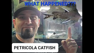 What happened to the petricola catfish [upl. by Halehs587]