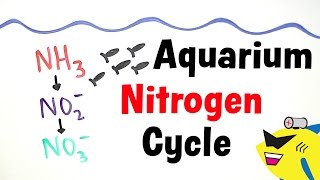 The Aquarium Nitrogen Cycle [upl. by Dnalrag]