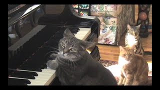 CATcerto ORIGINAL PERFORMANCE Mindaugas Piecaitis Nora The Piano Cat [upl. by Xonel3]