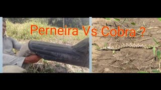 PERNEIRA SERVE CONTRA COBRA [upl. by Yznil871]