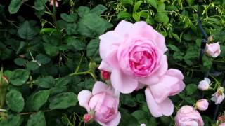 David Austin English Roses In The Garden Growth Habit [upl. by Lipkin358]