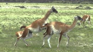 GUANACOS ENAMORADOS HACIENDO UN ACTO DE AMOR DELANTE NUESTRO [upl. by Marthena]