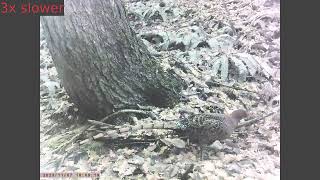 Copper Pheasant Rooster Caught on Trailcam [upl. by Nagap]