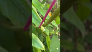 Garcinia cochinchinensis spent bloom and flower buds [upl. by Nedarb]