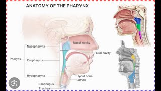 anatomy of pharynx  halak ki jismani sakht  हलाक की जिस्मनी सख्त [upl. by Nirb478]