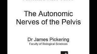 Autonomic Nerves of the Pelvis [upl. by Denoting717]