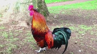 47 Imperessive rooster crowing in the morning compilations 2018  Chant du Coq [upl. by Trebreh899]