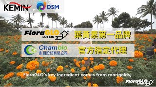 【葉黃素原料 No1 品牌 FloraGLO®】直擊 KEMIN 金盞花萃取農場︱DSM、KEMIN 游離型葉黃素原料供應、Lutein葉黃素液體包裝代工、葉黃素液態包保健品生產製造、OEM、ODM [upl. by Scibert]