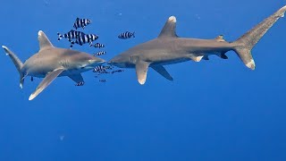 Oceanic Whitetip Sharks Longimanus  Elphinstone Reef [upl. by Kcorb76]