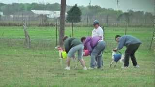 Lure Coursing Whippets Florence TX March 18 2012 [upl. by Shandie509]