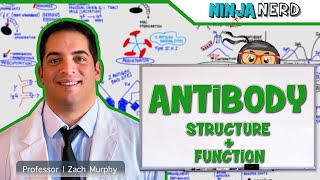 Immunology  Antibody Structure amp Function [upl. by Htebazileharas]