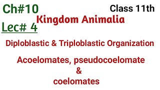 diploblastic and triploblastic organization acoelomates pseudocoelomate and coelomates in urdu [upl. by Eslek]