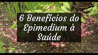 6 Benefícios do Epimedium à Saúde [upl. by Anilave]