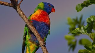 Rainbow lorikeet bird voice for sleep 😴Nature with relaxation [upl. by Itnuahsa]