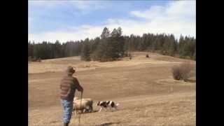 Herding Dog Drive Practice  How to Train Border Collie to Push  Sheep Work Narrated Demo [upl. by Kruse]