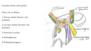 Muscles of soft palateTensor veli palatini [upl. by Gerhan]