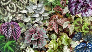 BEGONIA PLANT CARE TIPS PLUS BEGONIA VARIETIES WITH NAMES [upl. by Lukey371]