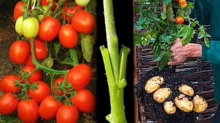 Tomato Grafting On Potato Plant [upl. by Yellac]