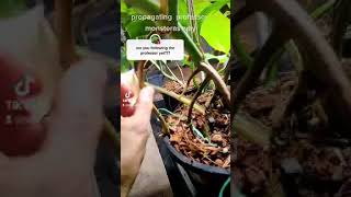 Propagate your Monstera Albo using its Aerial Roots [upl. by Aisatana992]