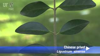 How to identify Chinese Privet Ligustrum sinense [upl. by Rebmaed]