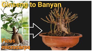 Turning a Ginseng style Ficus into a Banyan Bonsai [upl. by Amhsirak]