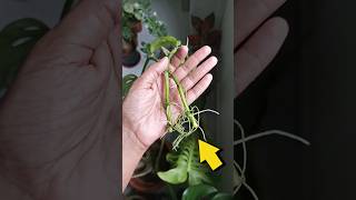 How to propagate Monstera adansonii  plants propagation monstera [upl. by Etaner]