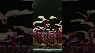 Everything you need to know to grow AMARANTH in less than 60 seconds [upl. by Atnima]