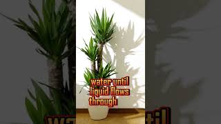 How to care for Yucca cane shorts viral yucca [upl. by Laney]